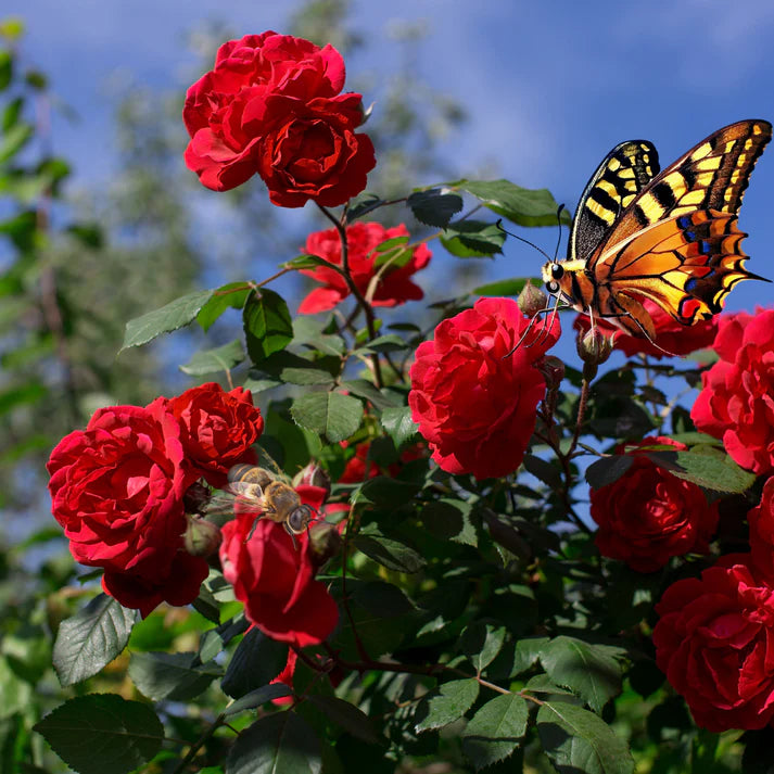 Elegant Climbing Rose | Rose Flower Seeds With Plant Growth Supplement
