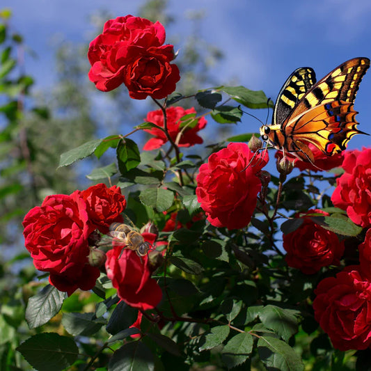 Elegant Climbing Rose | Rose Flower Seeds With Plant Growth Supplement