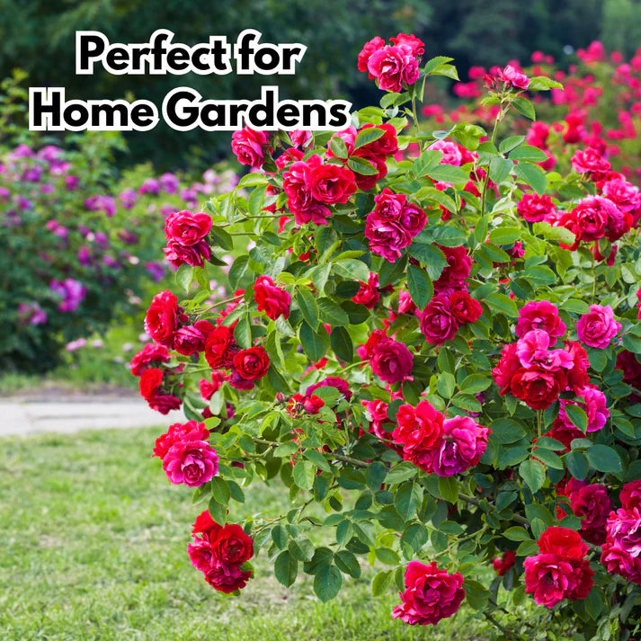 Elegant Climbing Rose | Rose Flower Seeds With Plant Growth Supplement