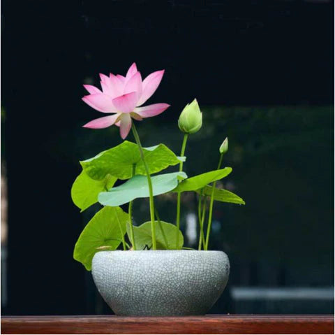 Japanese Bonsai Multicolour Bowl Lotus Seeds (7 Days Germination) - Buy 1 Get 1 Packet FREE