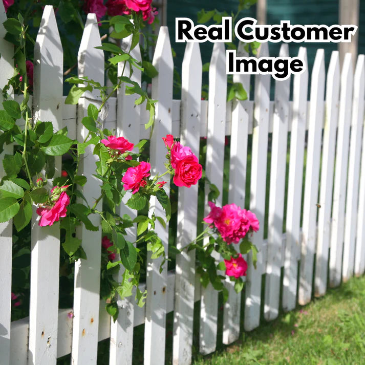 Elegant Climbing Rose | Rose Flower Seeds With Plant Growth Supplement