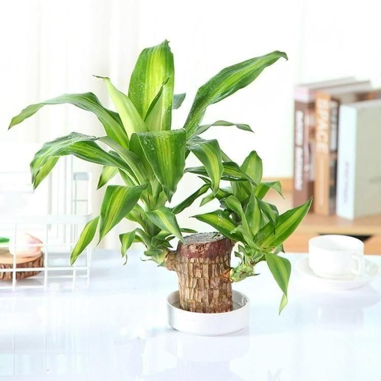 Brazilian Lucky Plant | Mini Home Plant Decorations