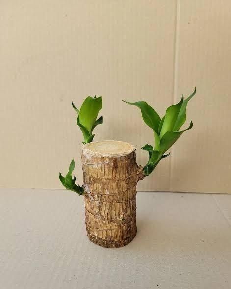 Brazilian Lucky Plant | Mini Home Plant Decorations