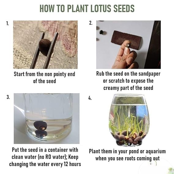 Japanese Bonsai Multicolour Bowl Lotus Seeds (7 Days Germination) - Buy 1 Get 1 Packet FREE
